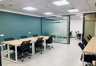 山东小叶女贞造型树基地